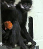Whipsnade7Aug2023-BabyFrancoisLangur-P1000801.JPG