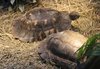 IMG_2323 marginated tortoises.jpg