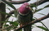 pink-headed fruit dove (male).JPG