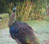 13 Green peafowl.jpg
