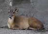 IMG_5040 reeves muntjac.jpg