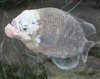 IMG_7985 giant gourami.jpg