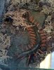 Scolopendra subspinipes (24-9-18 Artis).jpg
