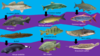 Fish.png