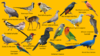 Birds 2.png