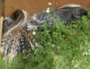 Porcupines_P1000911.JPG