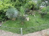 308 Southern Spider Tortoise, Common Spider Tortoise, Northern Spider Tortoise Exhibit.JPG