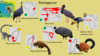 Avifauna - Madagascar.png