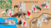 Avifauna - Argentine Cerrado.png