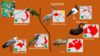 Avifauna - Australia.png