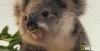 Koala wink gif.gif