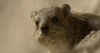 Hyrax gif.gif