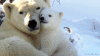 polar bears gif.gif