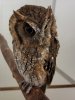 IMG-20230907-WA0064 tropical screech owl.jpg
