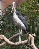 stork.jpeg