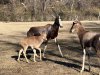 Mai bontebok calf Nashville Dec 2023.jpg