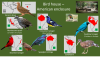 Bird house - Indoor American.png