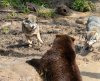 bearsandwolves2.jpg