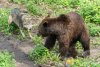 bearsandwolves4.jpg