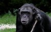 what chimp.jpg