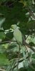 Parakeet.jpg