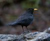 cwpblackbird.jpg