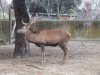 060-cervus elaphus hispanicus.JPG