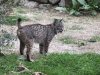 263-lynx pardinus.JPG