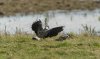 frampton1stapril2024lapwing.jpg
