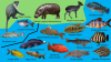 (English) Hippo river.png