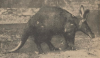 Ethiopian aardvark Artis donated 1927 photo made 1934.png
