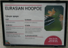Hoopoe Signage.PNG