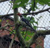 VDHornbill Blackburn.PNG