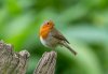 hide24thmay2024robin.jpg