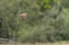 strumpshaw5thmay2024kestrel2.jpg