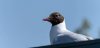 titch6thmay2024gull.jpg