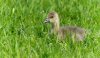 ywp13thmay2024gosling.jpg