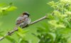 welney18thmay2024sparrow.jpg