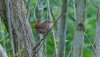 welney18thmay2024wren.jpg