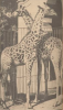 Massai giraffe.png