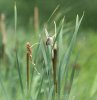 rainhammarshes16thjune2024sedge.jpg