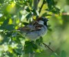 rainhammarshes16thjune2024sparrow.jpg