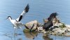 wwtslim23rdjune2024avocet2t.jpg