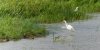 lakeandwel6thjuly2024egret.jpg