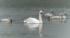 frampton7thjuly2024swan.jpg