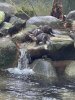 Otters.jpg