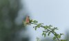 frampton21stjuly2024linnet.jpg