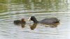 slimebridge26thjuly2024coot.jpg