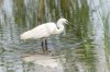slimbridge26thjuly2024egret3.jpg
