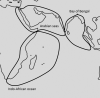 Indian Ocean.png